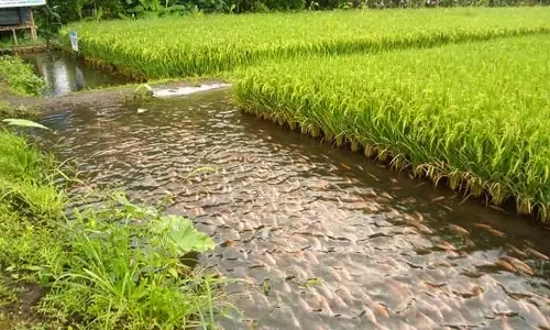 പ്രളയത്തില്‍ വേലായുധന് നഷ്ടപ്പെട്ടത് പതിനായിരത്തോളം മത്സ്യക്കുഞ്ഞുങ്ങളെ