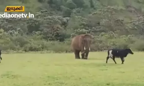 കാട്ടുകൊമ്പന്‍ കാലികളുടെ കളിക്കൂട്ടുകാരനായപ്പോള്‍..