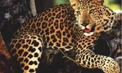 പ്രളയത്തിന് ശേഷം പത്തനംതിട്ടയില്‍ പുലി