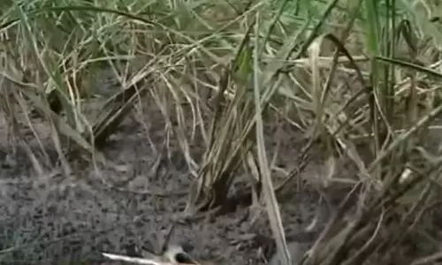 വിളനാശവും കടവും ഇനിയും കിട്ടാത്ത നഷ്ടപരിഹാരവും: കര്‍ഷകര്‍ പ്രതിസന്ധിയില്‍