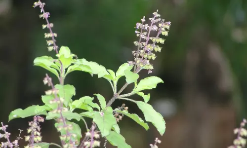 കരുത്തുറ്റ ആരോഗ്യത്തിന്  ഡയറ്റിൽ തുളസിയില ചേർക്കൂ