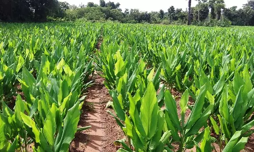 പ്രളയം മൂലം സുഗന്ധവിളകളുടെ കൃഷി 30 ശതമാനത്തിലധികം നശിച്ചതായി പഠനം