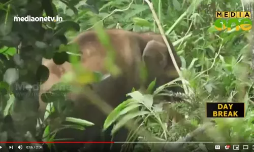 കാട്ടാനപ്പേടിയില്‍ ഇടുക്കിയിലെ തോട്ടം തൊഴിലാളികള്‍