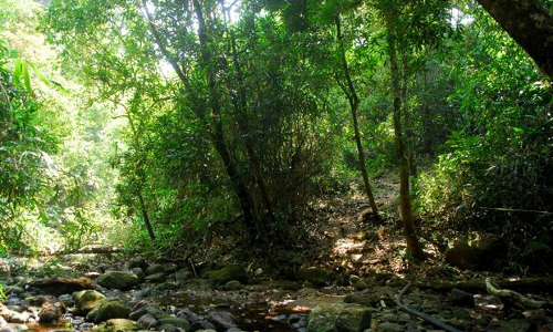 പൊന്തൻപുഴ വനത്തിലെ 500 ഹെക്ടർ വന ഭൂമി രേഖകളിൽ നിന്ന് അപ്രത്യക്ഷമായി