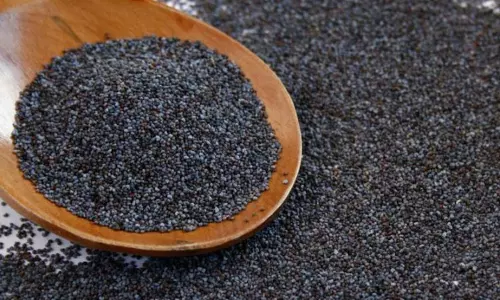 കസ്കസ് അത്ര നിസാരക്കാരനല്ല, ഔഷധഗുണങ്ങളുടെ കാര്യത്തില്‍ ഭീകരനാണ് കൊടുംഭീകരന്‍