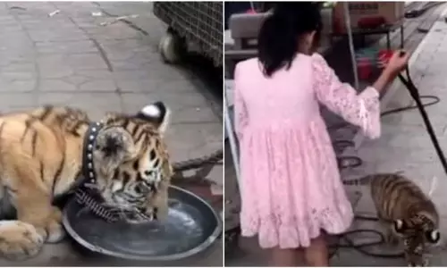 സര്‍ക്കീട്ടടിക്കാന്‍ കൂട്ടിന്‌ കടുവ; ചില്ലറക്കാരിയല്ല ഈ ചൈനീസ്‌ പെണ്‍കുട്ടി