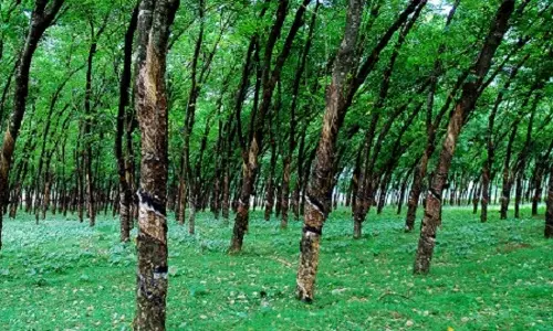 നിലയ്ക്കലില്‍ പാര്‍ക്കിംഗിന് അധികസ്ഥലം ഒരുക്കുന്നത് റബ്ബര്‍ തോട്ടം വെട്ടിനിരത്തി; തോട്ടം തൊഴിലാളികളെ പിരിച്ചുവിടും