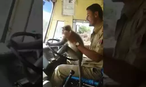 സ്റ്റിയറിംഗ് തിരിച്ചത് കുരങ്ങന്‍’; കെ.എസ്.ആര്‍.ടി.സി ഡ്രൈവറുടെ പണിയും തെറിച്ചു