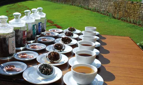 ചായ രുചിയും ചായ ചരിത്രവും പകര്‍ന്ന് മലബാറിലെ ആദ്യത്തെ ടീ മ്യൂസിയം വയനാട് തുടങ്ങി