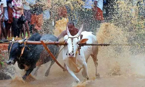 ജീവകാരുണ്യപ്രവര്‍ത്തനത്തിന് പണം കണ്ടെത്താനായി കാളപൂട്ട് മത്സരം