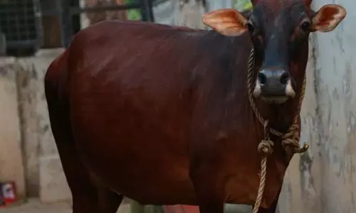 പുരയിടത്തില്‍ കയറിയെന്നാരോപിച്ച് മിണ്ടാപ്രാണിയോട് അയല്‍വാസിയുടെ ക്രൂരത;പശുവിന്റെ കഴുത്തില്‍ കത്തി കൊണ്ട് കുത്തി