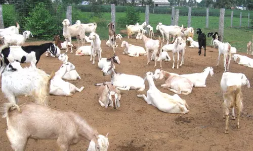 പാലക്കാട് മുതലമടയില്‍ ആടുകള്‍ കൂട്ടത്തോടെ ചത്തു