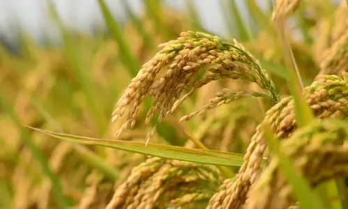 നെല്ല് സംഭരിച്ച് മാസങ്ങള്‍ പിന്നിട്ടിട്ടും തുക നൽകാത്തത് കര്‍ഷകരെ പ്രതിസന്ധിയിലാക്കുന്നു