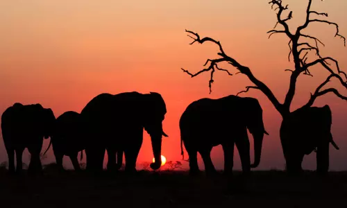 വയനാട് നടവയലില് കാട്ടാന ശല്യം രൂക്ഷം വയനാട് നടവയലില് കാട്ടാന ശല്യം രൂക്ഷം