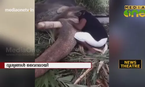 News Theatre | ആനക്ക് താരാട്ട് പാട്ടുമായി പാപ്പാൻ  25-10-18