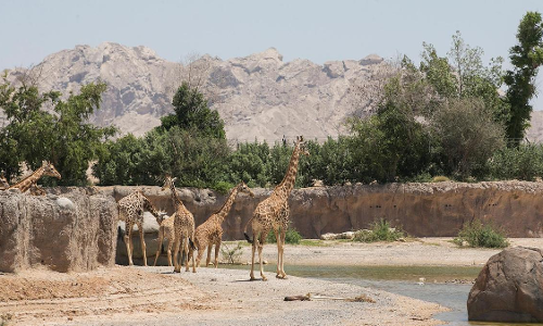 ജൈവസംരക്ഷണ ആഹ്വാനവുമായി അല്‍ എെനില്‍ മൃഗശാല സംരക്ഷണ സമ്മേളനം