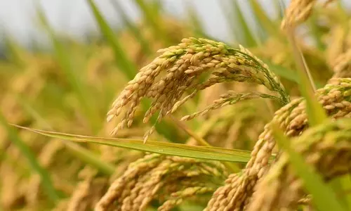 അര്‍ബുദത്തെ പോലും പ്രതിരോധിക്കാന്‍ ശേഷിയുള്ള രക്തശാലി നെല്ല്