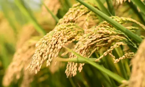 കേരളത്തില്‍ അന്യം നിന്നു പോയ നെൽവിത്തുകൾ ഇനി ഗള്‍ഫില്‍ വിളയും