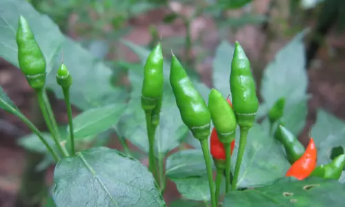 അമ്പടി കാന്താരി..നീയാള് കൊള്ളാമല്ലോ! 