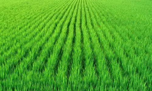 കൃഷിയിലേക്കിറങ്ങി വെള്ളരിപ്പാടം തിയറ്റേഴ്സ്,ആഘോഷമായി നടീല്‍ ഉത്സവം