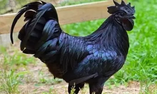 കരിങ്കോഴി വളര്‍ത്തലില്‍ വിജയം കണ്ടെത്തിയ അബൂബക്കര്‍ എന്ന കര്‍ഷകന്‍