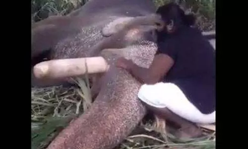 താരാട്ട് പാടികൊടുത്താല്‍ ആനയും ഉറങ്ങും: പാപ്പാന്റെ ‘അല്ലിയിളം പൂവോ’ കേട്ട് ഉറങ്ങുന്ന ആനയുടെ വീഡിയോ വൈറല്‍