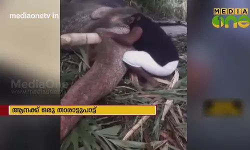 News Theatre | ആനയ്ക്ക് ഒരു താരാട്ടുപാട്ട് 26-10-2018