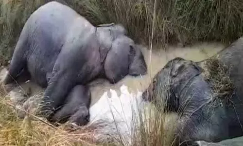 വെള്ളം തേടിയിറങ്ങിയ ഏഴ് ആനകള്‍ ഷോക്കേറ്റ് ചെരിഞ്ഞു