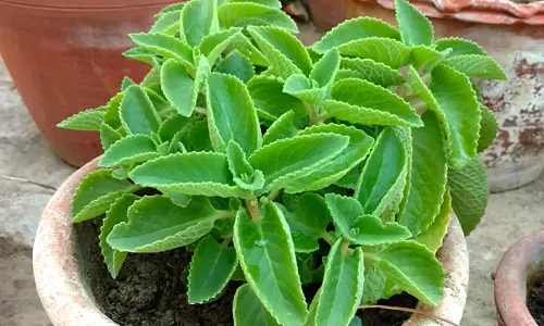 ദശമൂലം, ത്രിഫല, ത്രിഗന്ധ...ഉണ്ണി ശമുവേലിന്റെ പുരയിടത്തില്‍ ഇല്ലാത്ത ഔഷധസസ്യങ്ങളില്ല