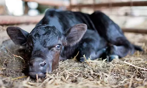 കോഴിക്കോട്  പശുക്കുട്ടികളില്‍ അപൂര്‍വ്വ രോഗം