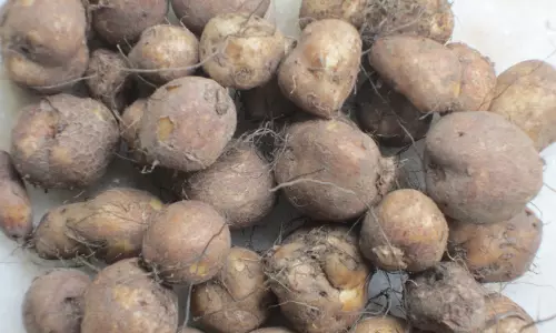 കൂര്‍ക്ക എളുപ്പത്തില്‍ വൃത്തിയാക്കാം;ഇതാ ചില പൊടിക്കൈകള്‍