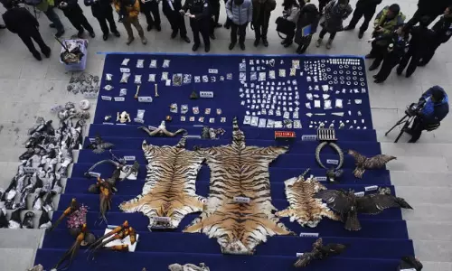 കണ്ടാമൃഗത്തിന്‍റെ കൊമ്പും കടുവയുടെ എല്ലുകളും വൈദ്യ-സാംസ്ക്കാരിക ആവശ്യങ്ങള്‍ക്ക് വിലക്കി ചൈന