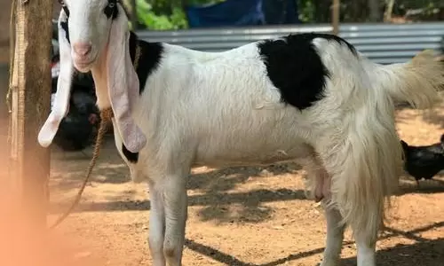 ജമ്നാ പ്യാരി, കരോളി, തോത്തോപാരി; അരുമകളായ ആടുകളെ കുറിച്ചും അവയുടെ പരിപാലനത്തെക്കുറിച്ചും ബാബു