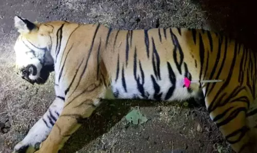 ഹൈടെക് കടുവാ വേട്ടക്ക് അന്ത്യം; മഹാരാഷ്ട്രയിലെ നരഭോജി കടുവയെ വെടിവെച്ചു കൊന്നു  