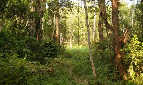 പട്ടയത്തിനായുള്ള സമരം ശക്തമാക്കി പൊന്തന്‍പുഴ നിവാസികള്‍
