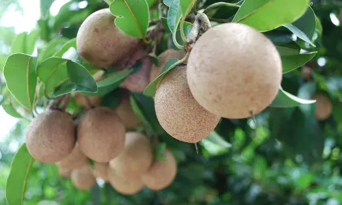 തേനൂറും സപ്പോട്ട,ഗുണമേറും സപ്പോട്ട