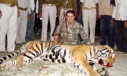 അവ്നിയെന്ന പെണ്‍കടുവയെ വെടിവെച്ചുകൊന്ന സംഭവം വിവാദമാകുന്നു