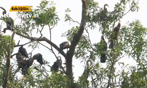 നാഗമ്പടത്തെ മഴമരം പക്ഷിക്കൂടാരമായി മാറിയപ്പോള്‍