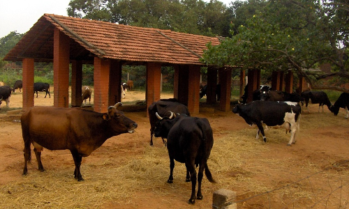 സബ്സിഡികളും, ഇന്‍സെന്‍റീവും ലഭിക്കുന്നില്ല: ക്ഷീരകര്‍ഷകരുടെ ദുരിതം തീരുന്നില്ല