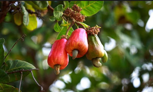 പോഷകസമൃദ്ധം കശുമാങ്ങയും കശുവണ്ടിയും