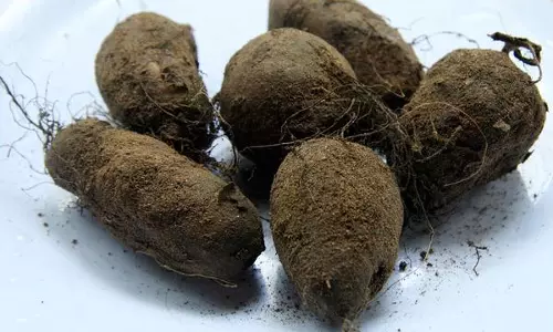 കുറച്ച് കൂര്‍ക്കയുമായി വിമാനത്താവളത്തിലെത്തിയ സുനിലിന്‍റെ യാത്ര മുടങ്ങിയത് ഇങ്ങനെ...