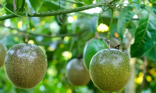 മുറ്റത്തൊരുക്കാം പാഷന്‍ ഫ്രൂട്ട് പന്തല്‍;പ്രമേഹ രോഗികളെ നിങ്ങള്‍ക്കതൊരു തണലാകും