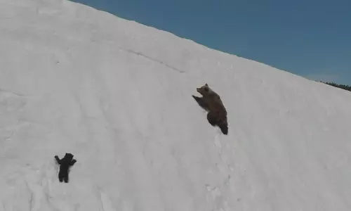 ഈ വൈറല്‍ വീഡിയോയ്ക്ക് പിന്നിലെ ക്രൂരത കാണാതെ പോകരുത്...