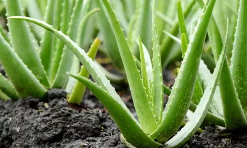 കറ്റാർവാഴയും പുതിനയും- കൃഷിരീതി പരിചയപ്പെടാം