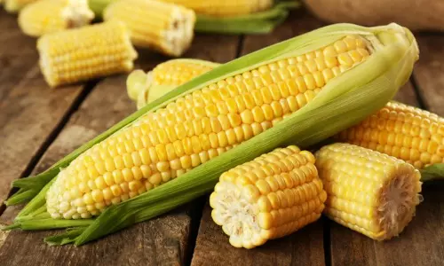 എള്ളോളമല്ല,കുന്നോളമുണ്ട് ചോളത്തിന്റെ ഗുണങ്ങള്‍