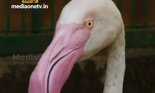 തട്ടേക്കാട് പക്ഷി സങ്കേതത്തില്‍ രാജഹംസം