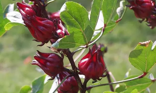 പുളിയുണ്ടെങ്കിലും ഗുണമേറെയുള്ള പുളിവെണ്ട പുളിയുണ്ടെങ്കിലും ഗുണമേറെയുള്ള പുളിവെണ്ട