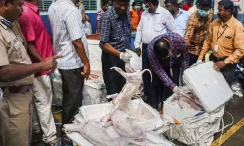 ചെന്നൈയില്‍ പിടികൂടിയത് പട്ടിയിറച്ചിയല്ലെന്ന് റിപ്പോര്‍ട്ട്   