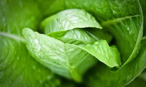 ചീര വിഭാഗത്തിലെ റൊമൈന്‍ ലെറ്റ്യൂസ് കഴിക്കരുതെന്ന് ആരോഗ്യ വകുപ്പ് നിര്‍ദേശം