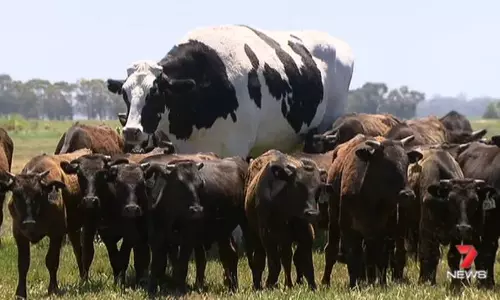 പശുക്കള്‍ക്കിടയിലെ കാളക്കൂറ്റന്‍